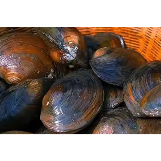 Kerang Kijing Sungai Hidup