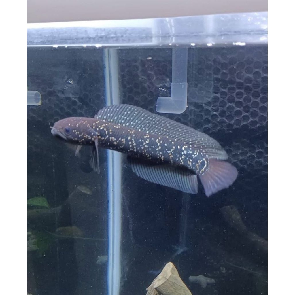 Channa Asiatica RSWS baby