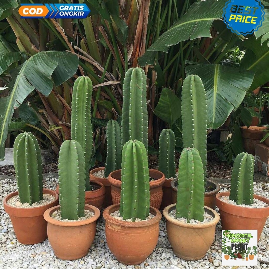 Kaktus koboi 50-60 cm tanpa duri - tanaman kaktus koboi tanpa duri