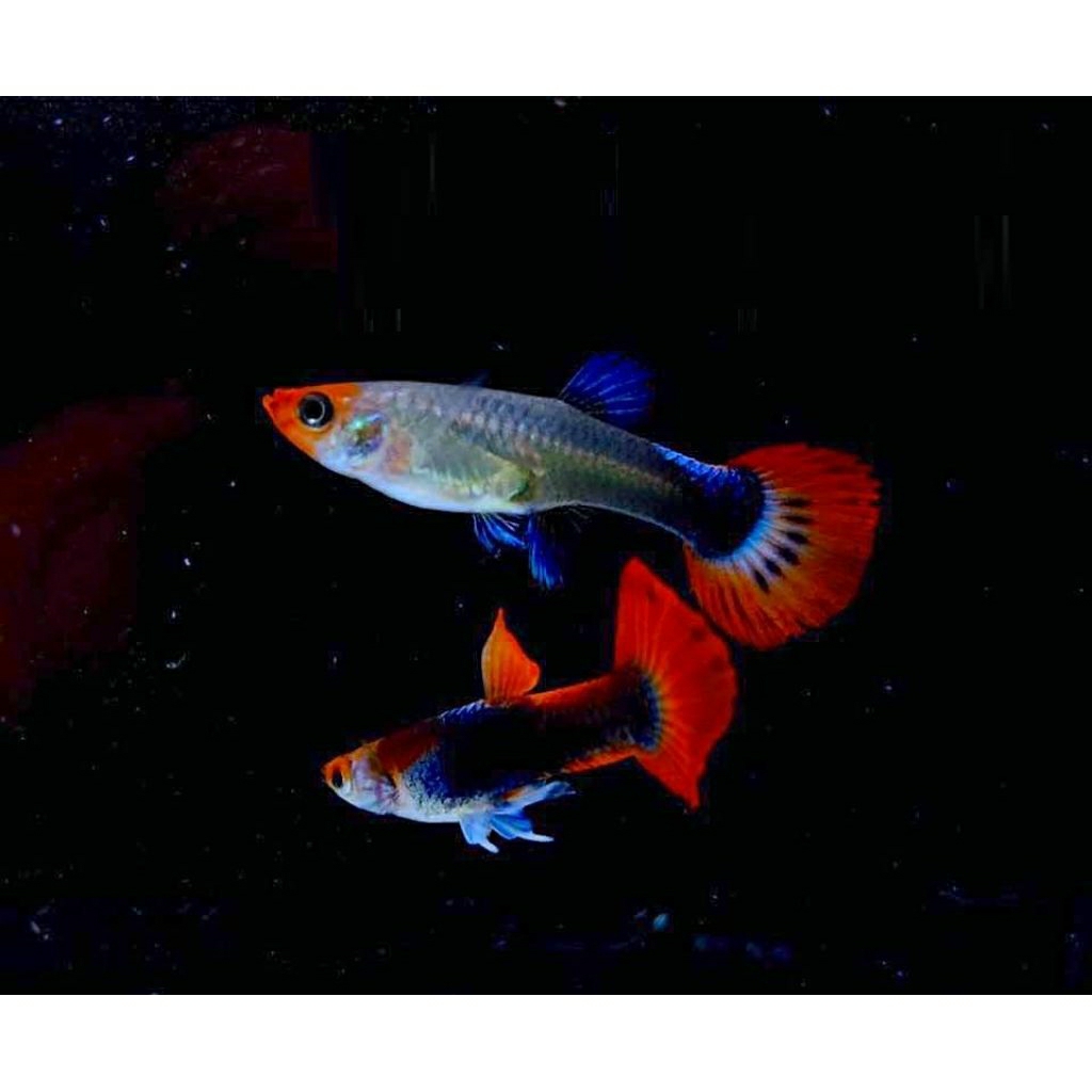Kebutuhan Aquarium 1 Pasang Guppy Tuxedo Koi Garansi 100% Ikan Sehat Dan Hidup