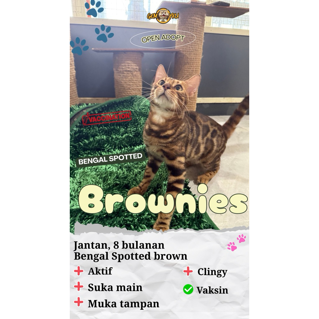 Kucing Bengal Spotted Brown | Kucing Brownies Manis | Murah Meriah Mantull