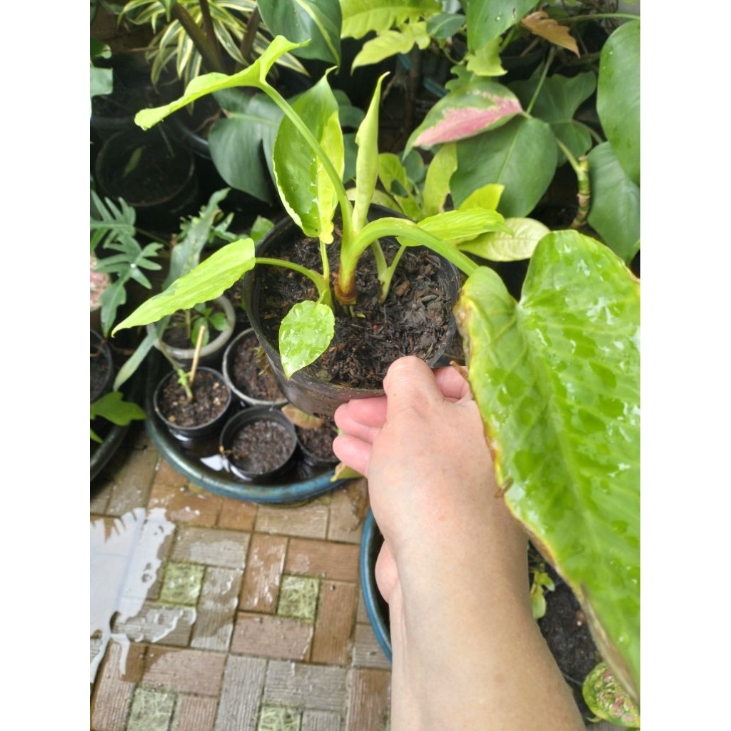 Homalomena schismatoglottis Varigata 3 Pohon