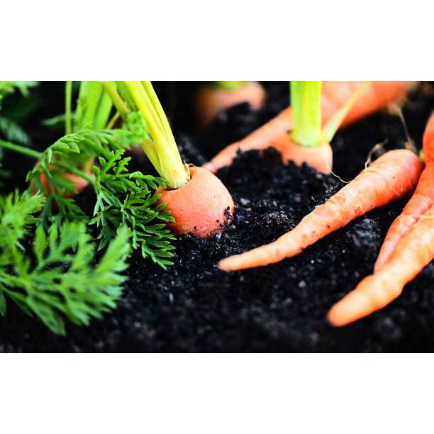 GARANSI - Bibit Wortel