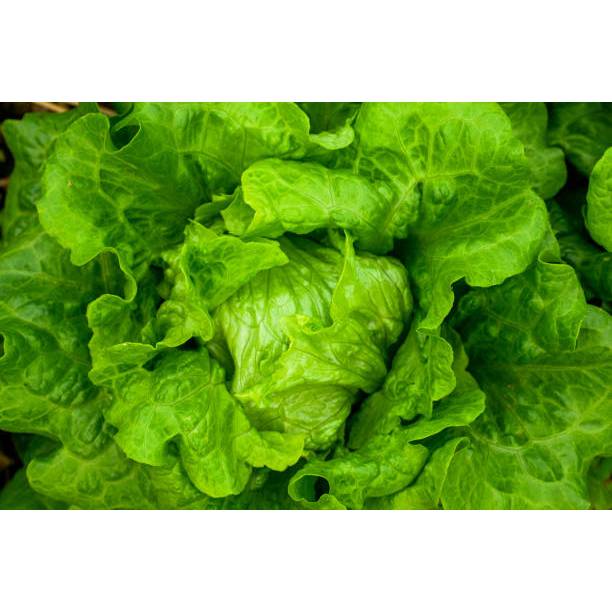 MURAH - Benih Sayur Selada Lettuce Iceberg