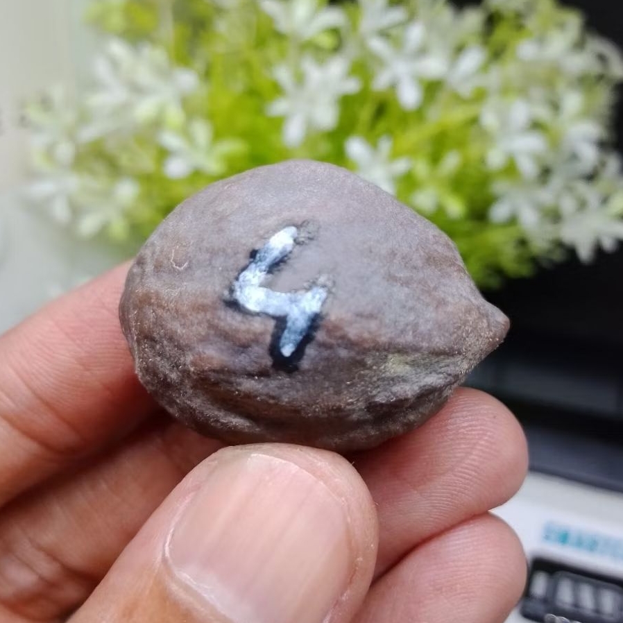 Muncang Adu Jalim Gurame Jr kode 4