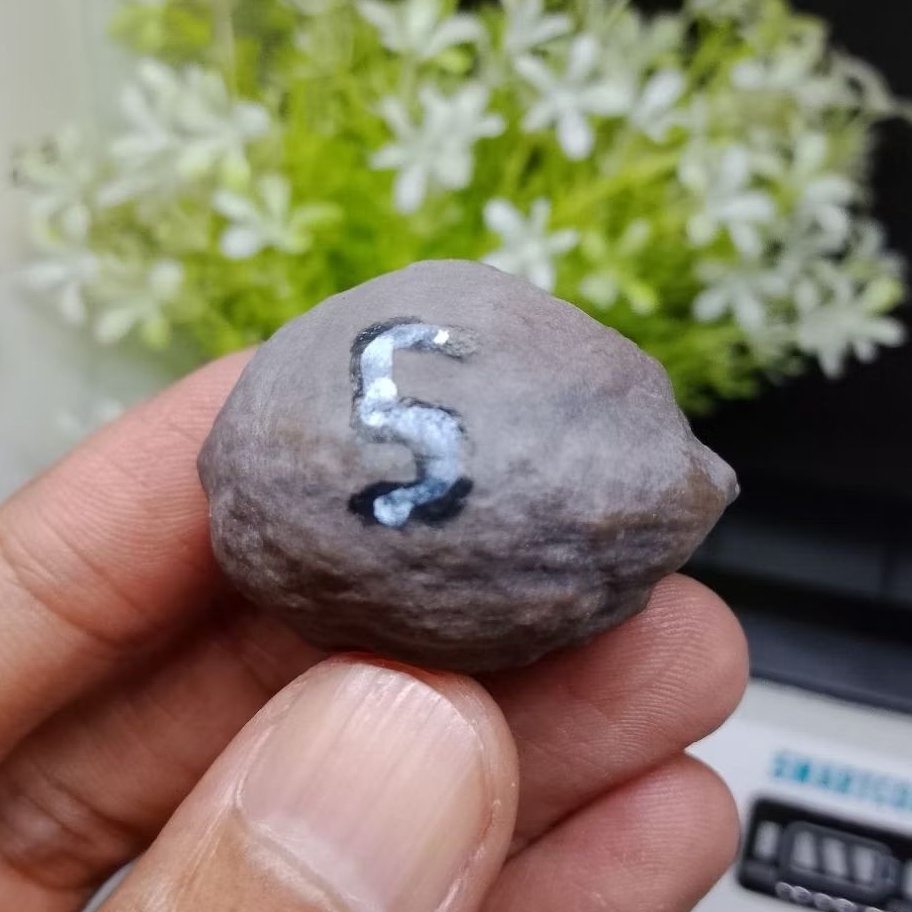 Muncang Adu Jalim Gurame Jr kode 5