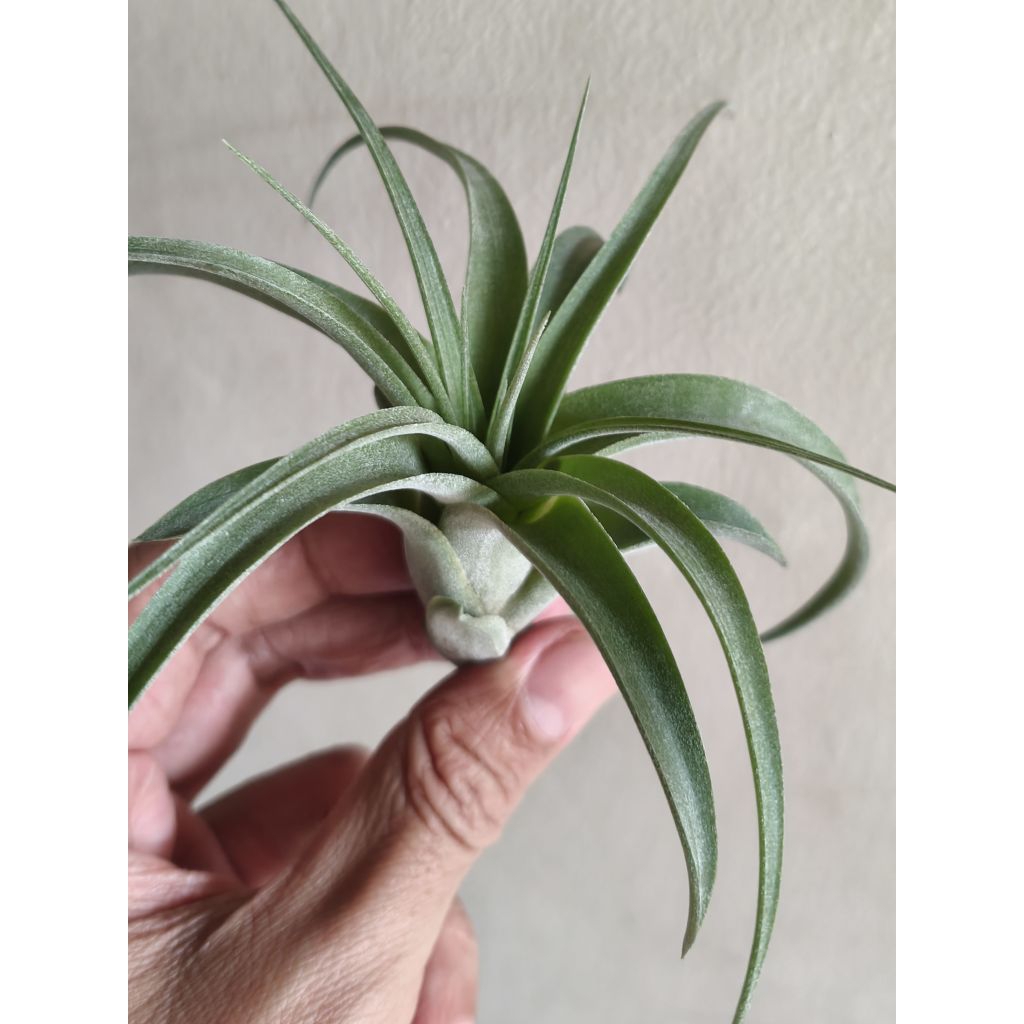 Tillandsia Eric Knobloch - Tanaman Hias - Air Plant