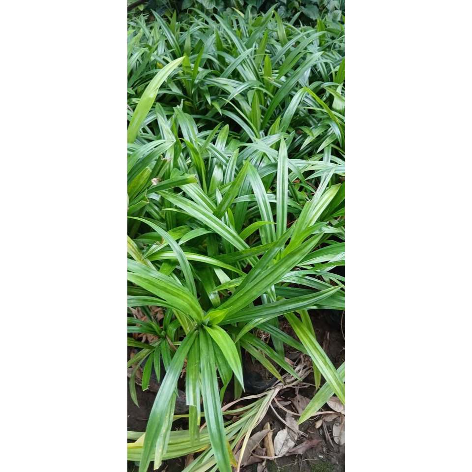 Bibit Tanaman Pandan Wangi Jumbo Siap Tanam Penambah Aroma Masakan
