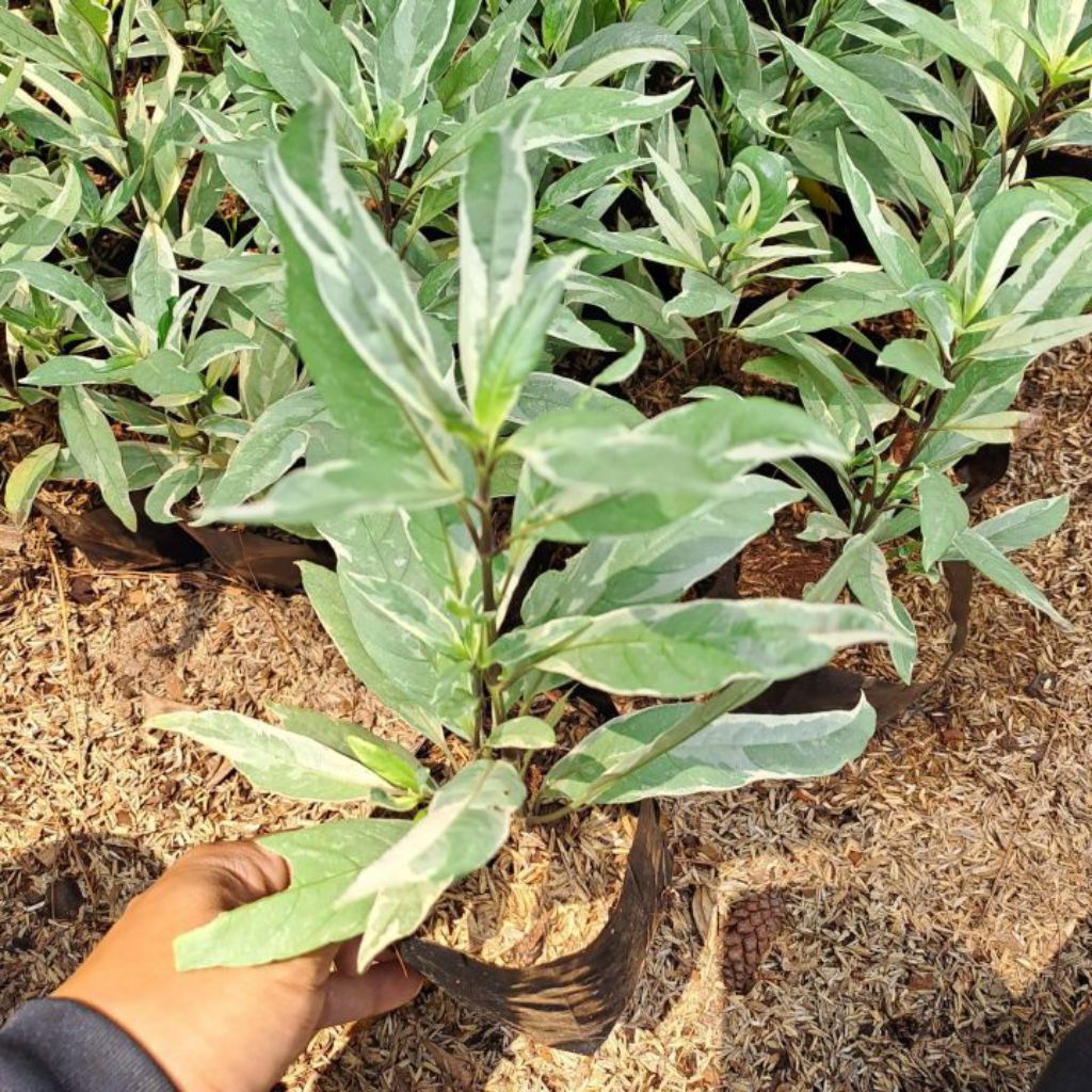 tanaman hias Gandarusa Varigata - gandarusa putih - bayam putih