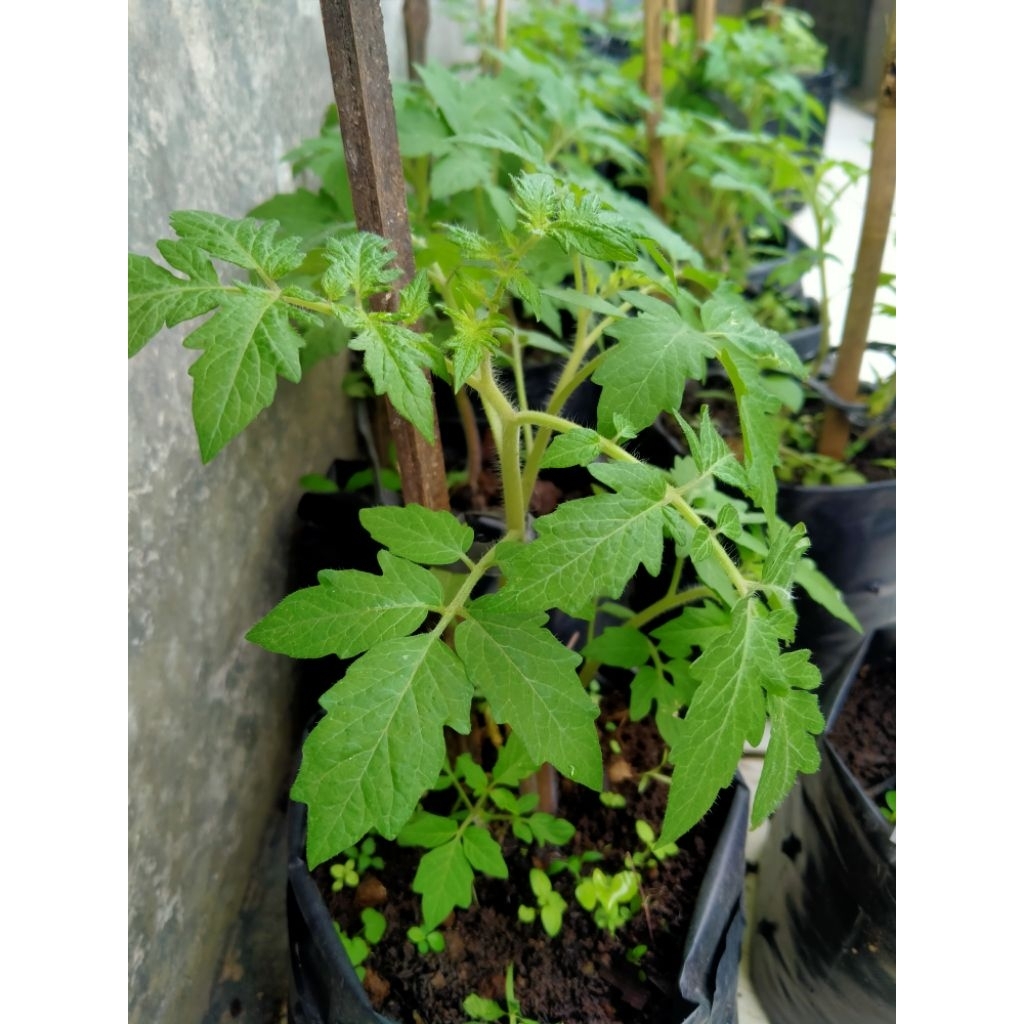 Bibit tomat 3 pohon siap tanam/Buah tomat /Bibit Tomat