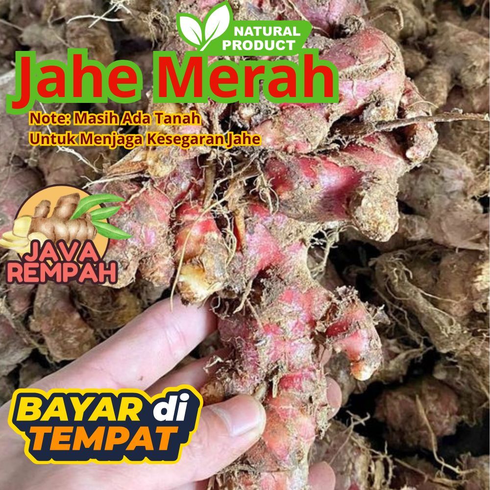 Jahe Merah Segar 1/2Kg 500gr masih ada tanah