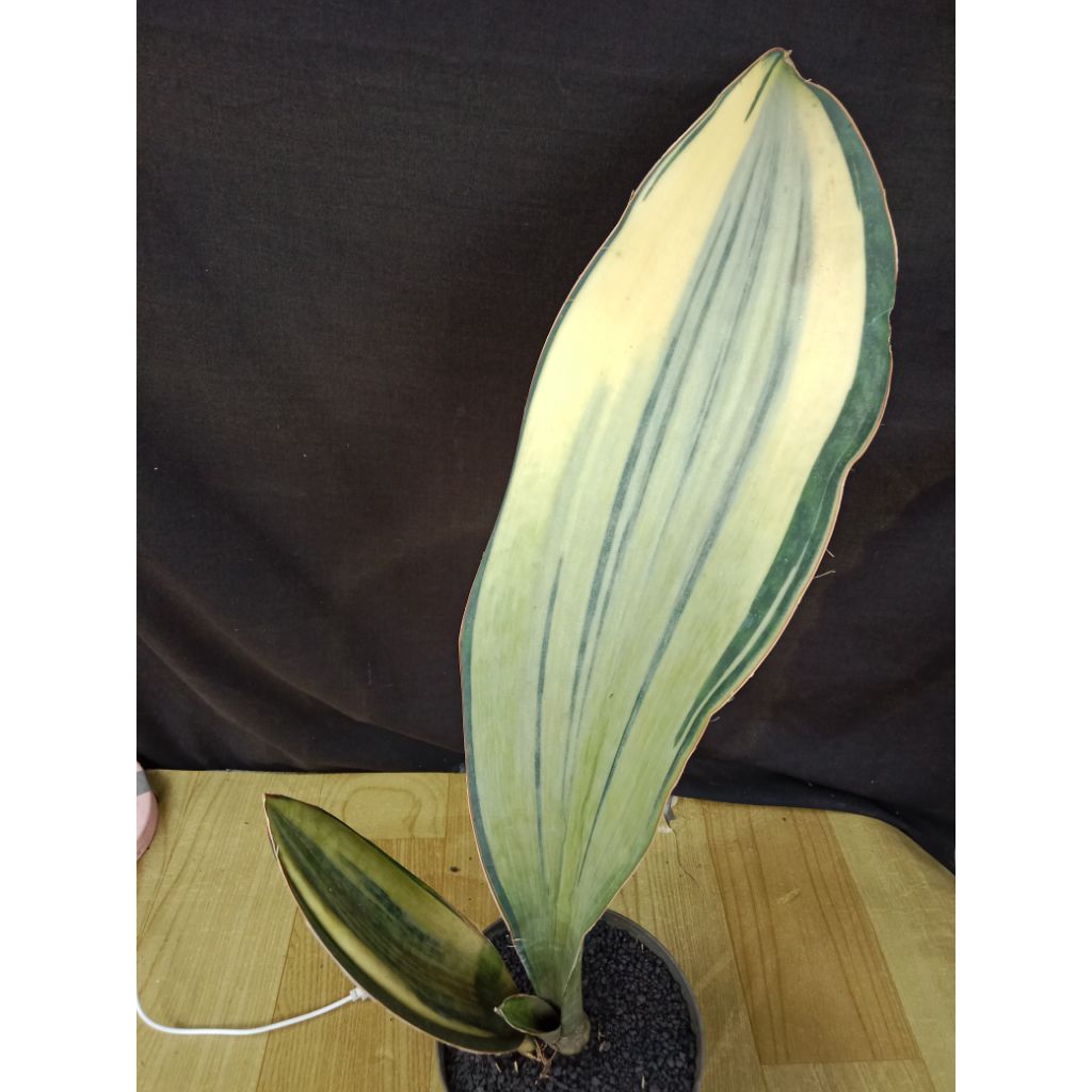 Sansevieria Masoniana varigata putih size besar