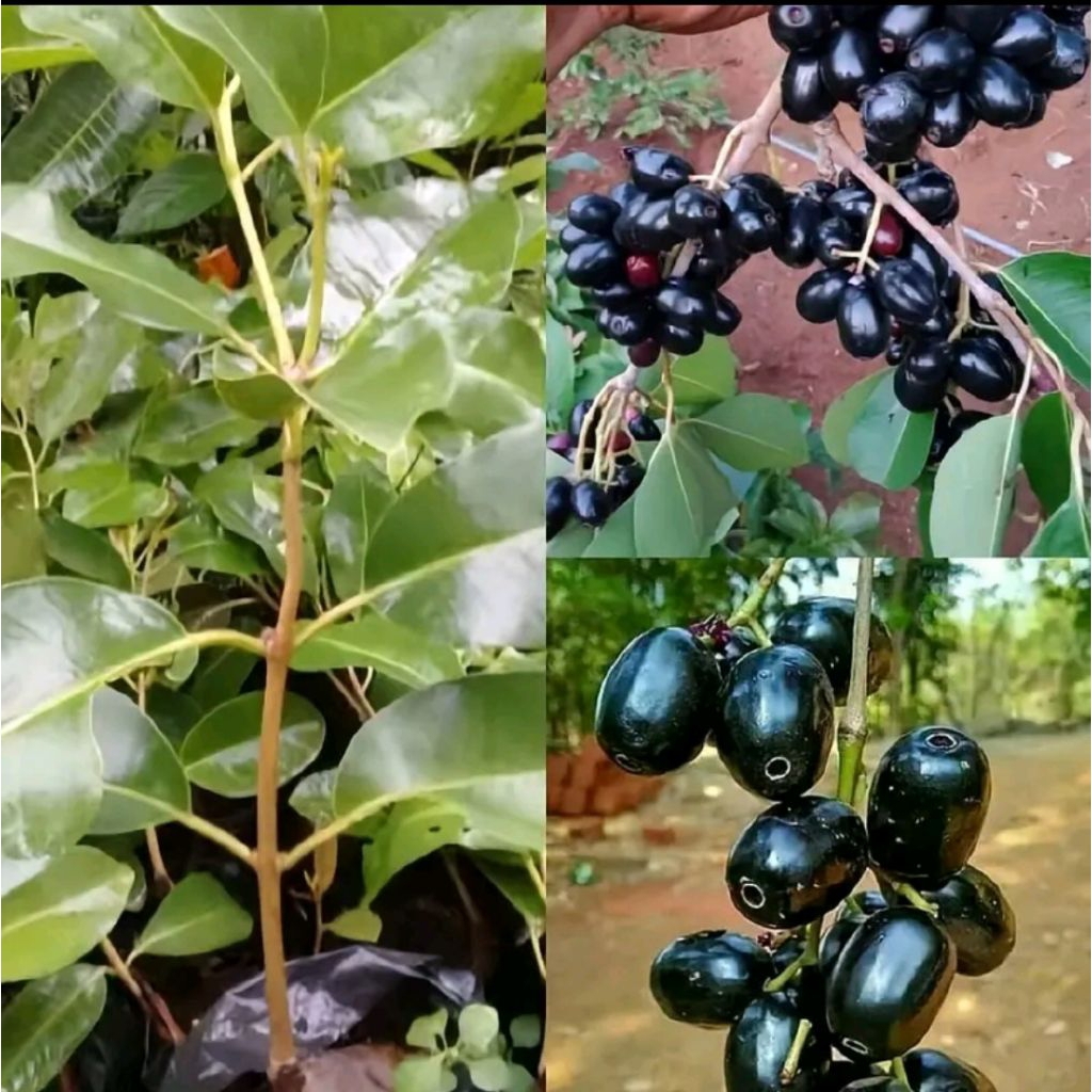 BIBIT POHON BUAH KECOMBRANG(tanaman buah sudah cukup langka)