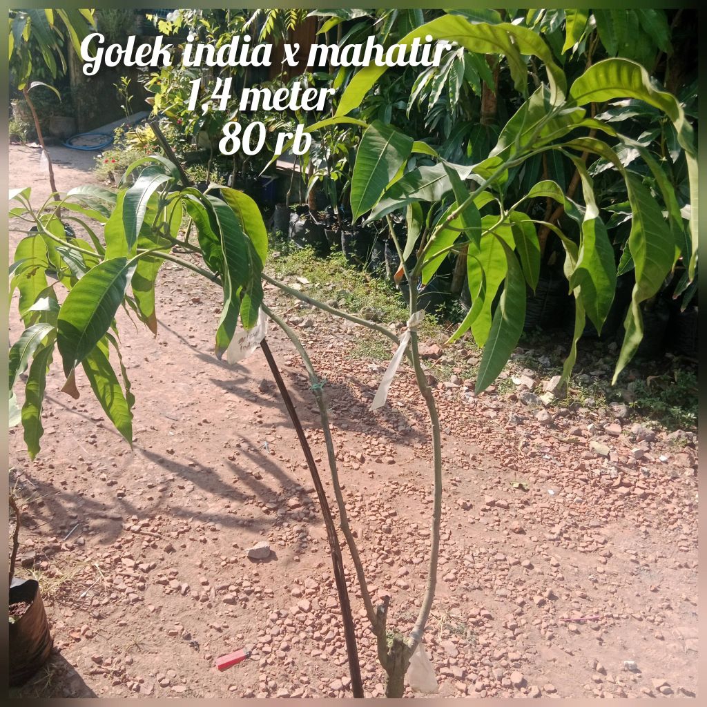 bibit mangga kombinasi 2 in 1 golek indiax mahatir