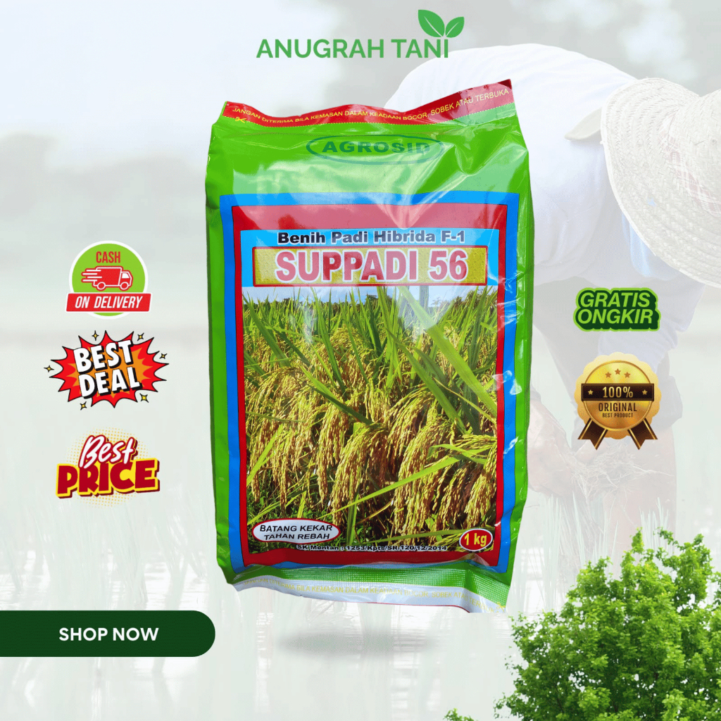 SUPPADI 56 1KG Sangat tahan terhadap rebah sehingga lebih aman saat musim hujan atau angin kencang