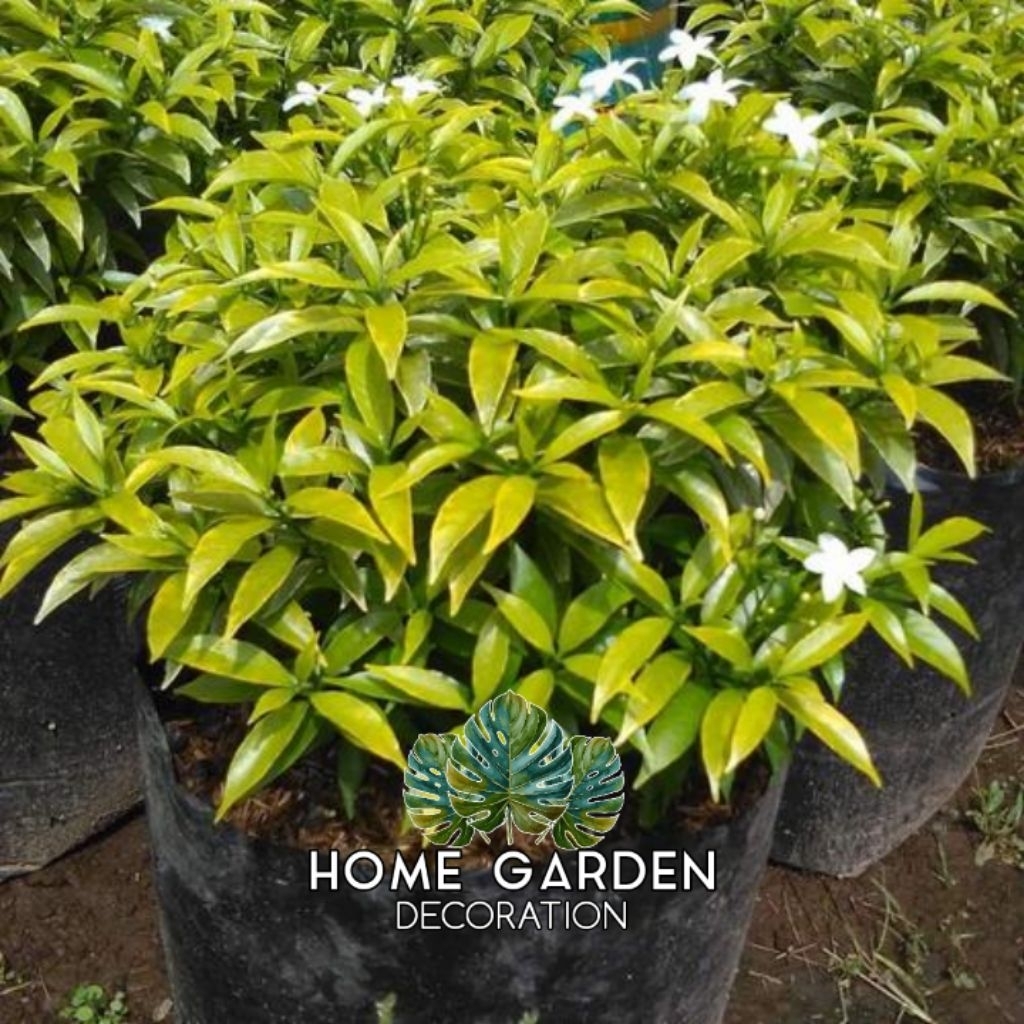 Tanaman Hias Rombusa kuning - Tanaman hias rombusa