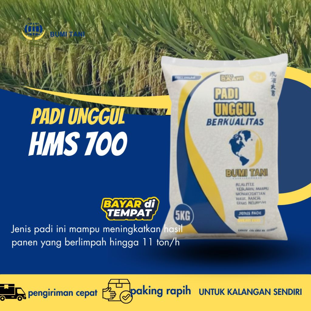 Benih padi Unggul Hms 700 kemasan  1-5 kg padi Unggul HMS 700 Kemasan 5kg
