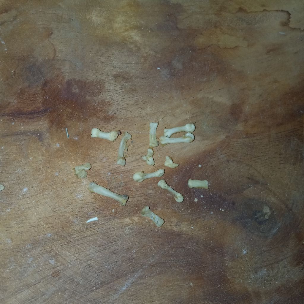 Tulang kukang jari kaki asli