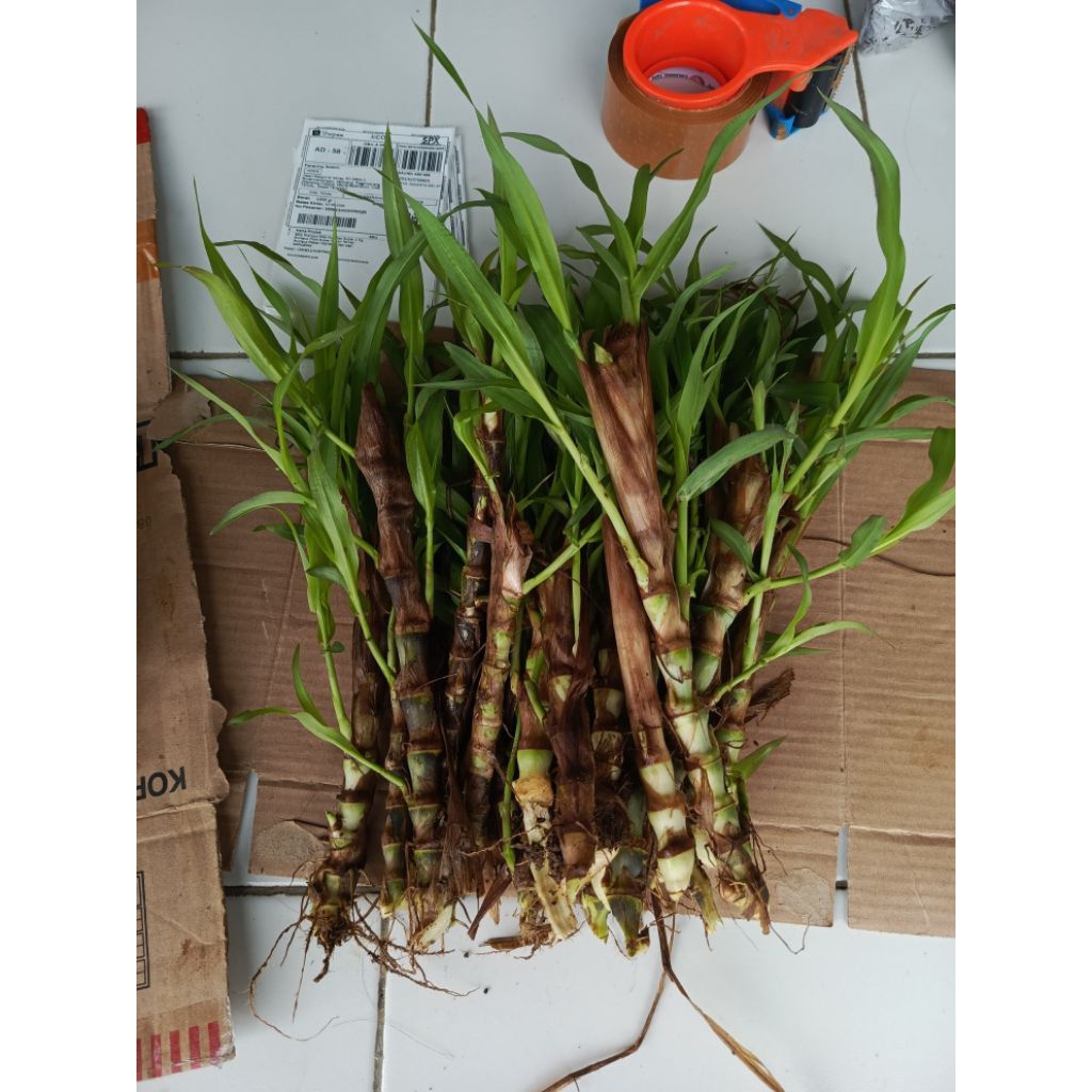 bibit rumput odot pakan domba isi 1 kilo