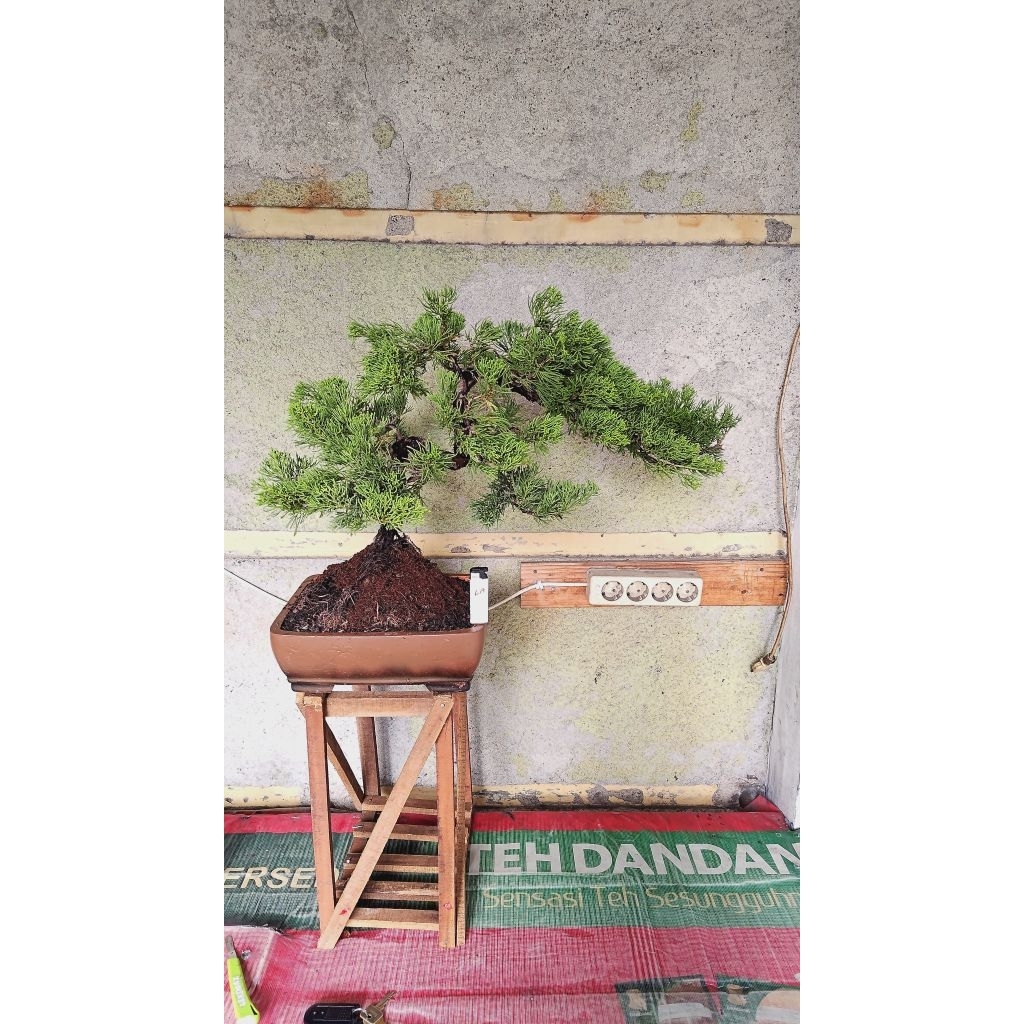bonsai cemara cinensis sesuai foto siap pajang