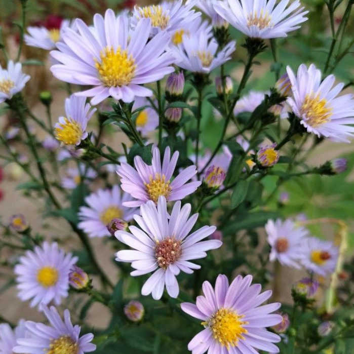 Biji Bibit BENIH BUNGA KRISAN UNGU IMPORT