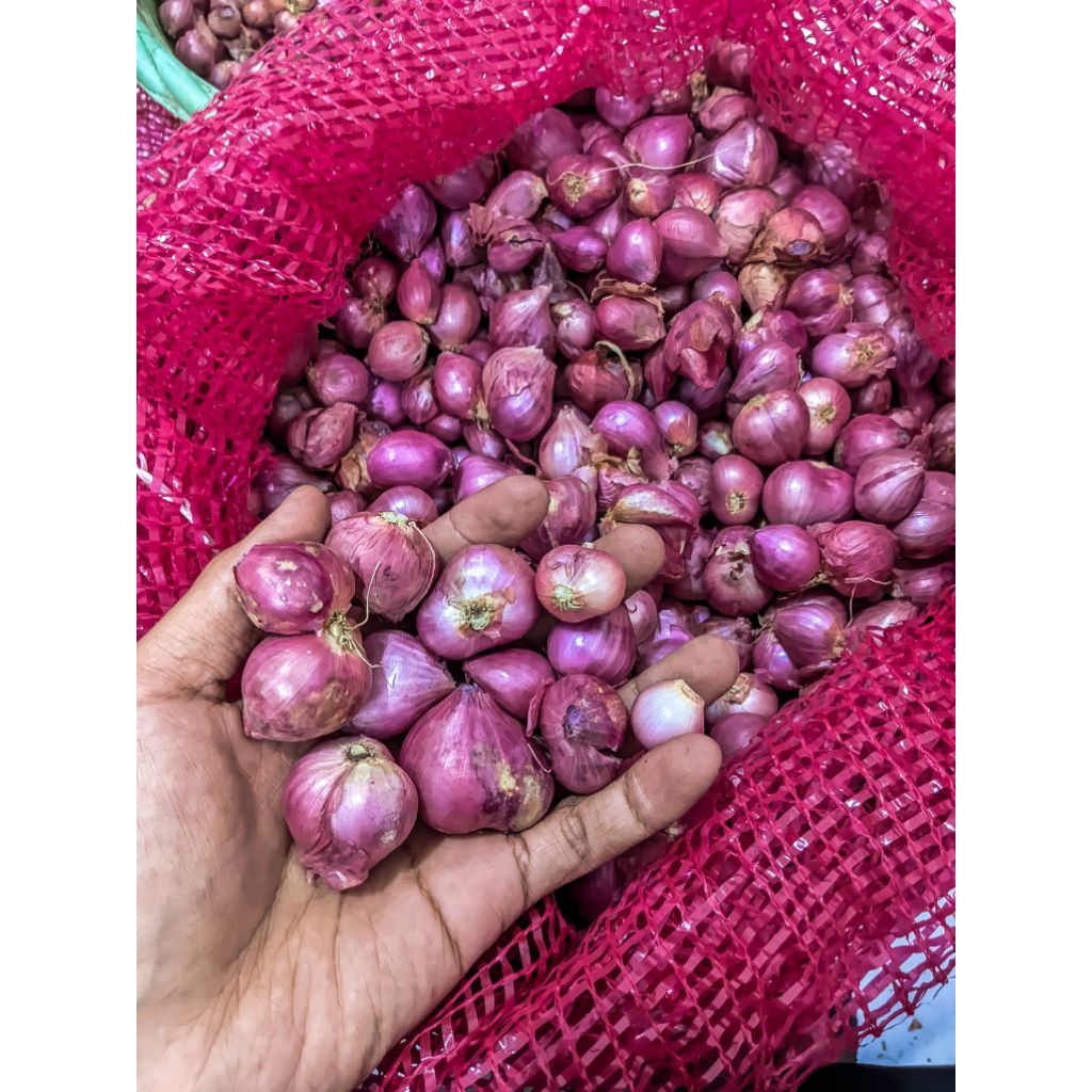 bawang merah Enrekang