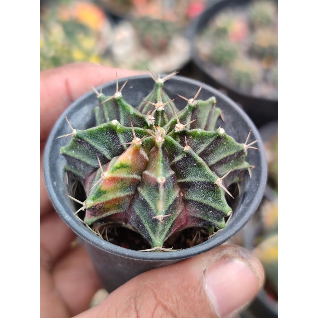 LB varigata seedling