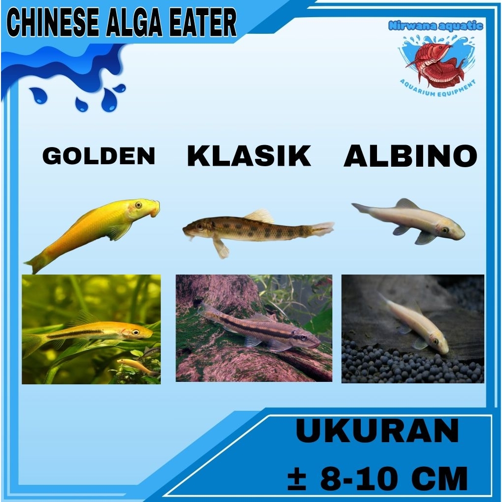 (INSTAN) IKAN CHINESE ALGA EATER. KLASIK - GOLDEN - ALBINO | UKURAN ±8-10 CM