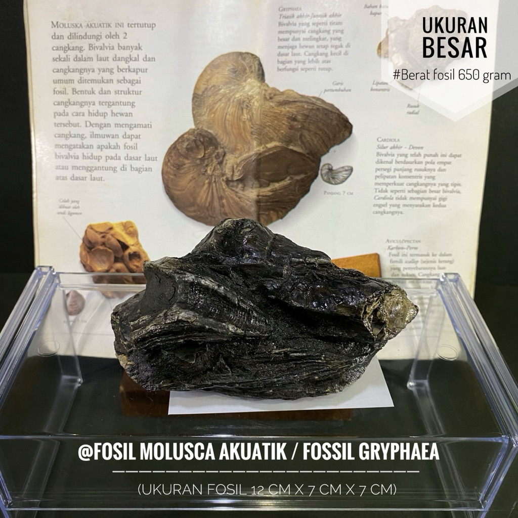 Fosil Molusca Arcuata Purba Natural C38 atau Fosil Moluska Akuatik atau Fossil Gyrphaea atau Fosil T