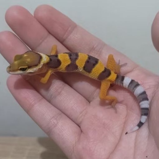 Custom Order Gecko SHTCT