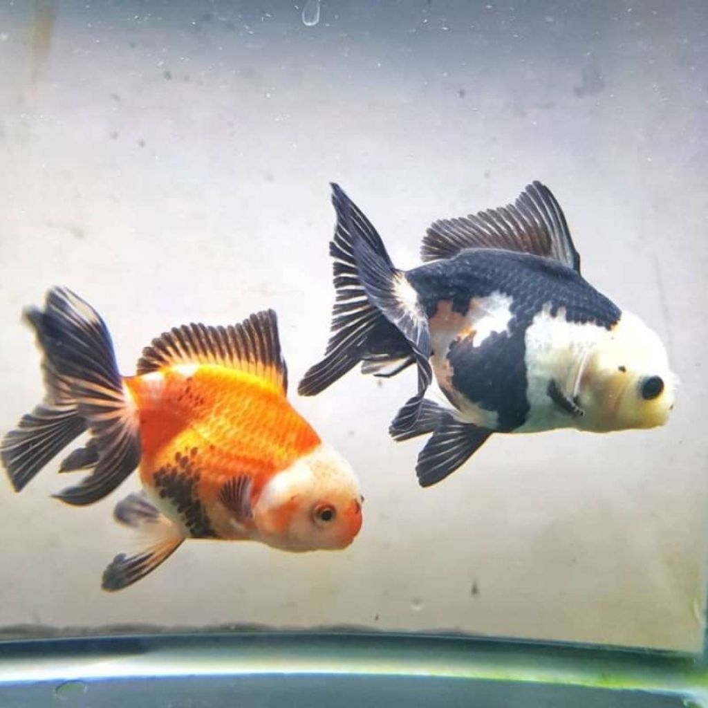(TERMURAH) ikan mas koki Oranda & koki panda & koki oranda pw