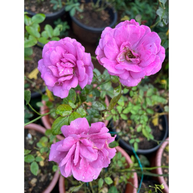 Mawar ID Claude Brasseur