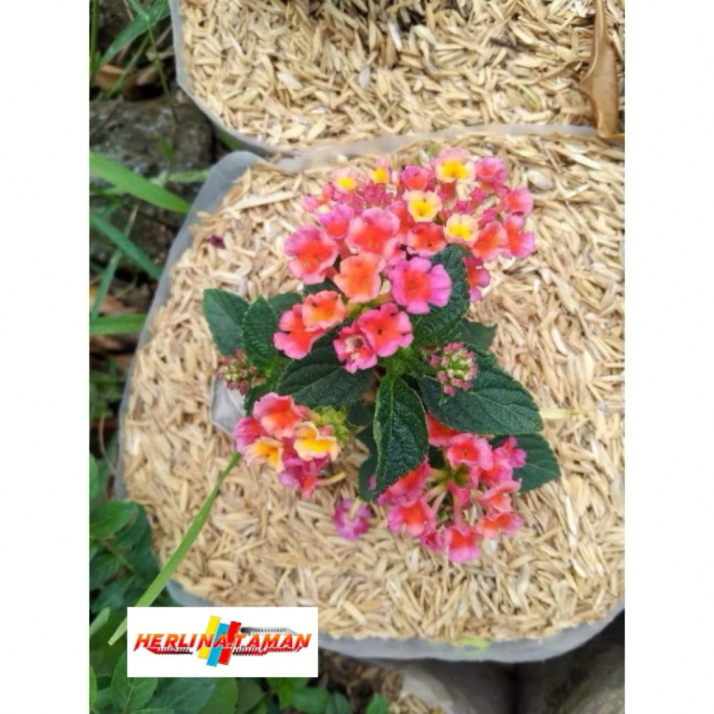 tanaman bunga LANTANA CAMARA L.  bunga lantana merah cerah bahan bonsai