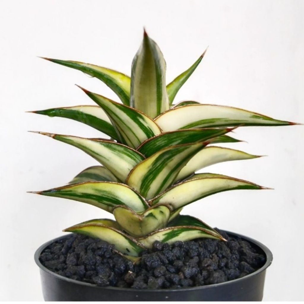 Sansevieria Lavranos 23251 varigata