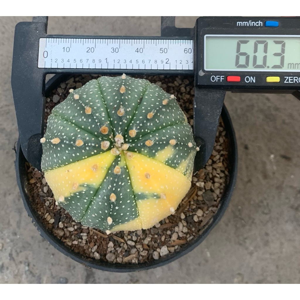 Astro Asterias Var Gede