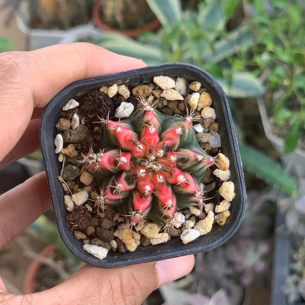 Gymnocalycium mihanovichii multicolor multicolour gymno miha kaktus tanaman hias hidup gurun mihanov