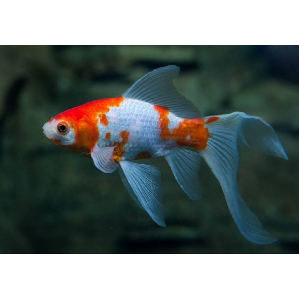 ikan komet slayer merah merona