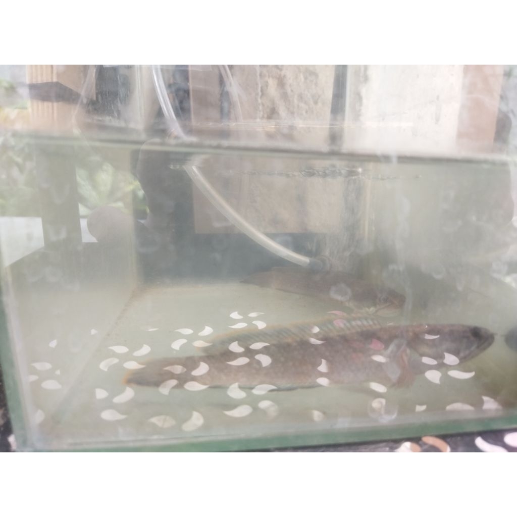 Ikan chana limbata size 14-16 cm