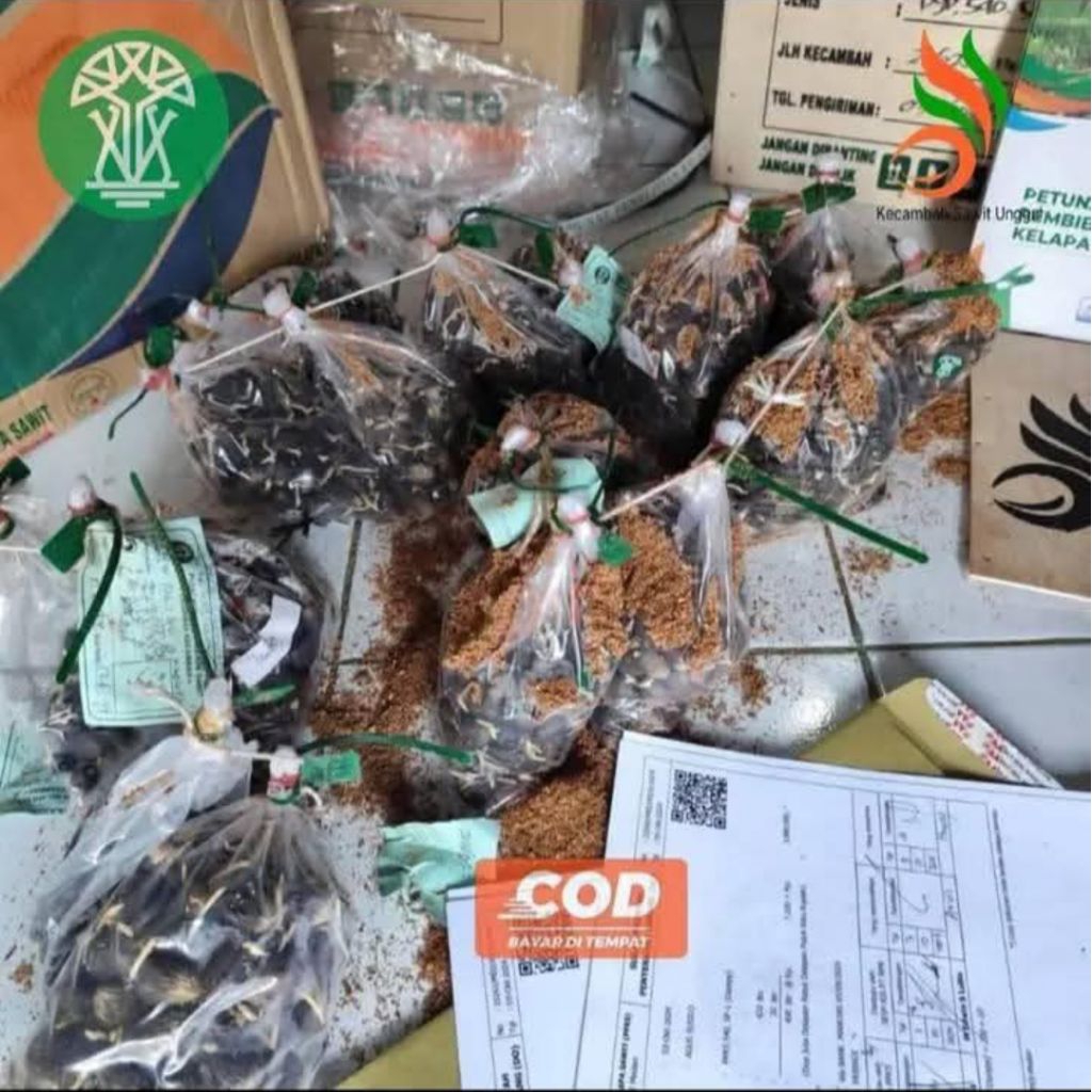 Benih Sawit Unggul PPKS TENERA original Bersertifikat