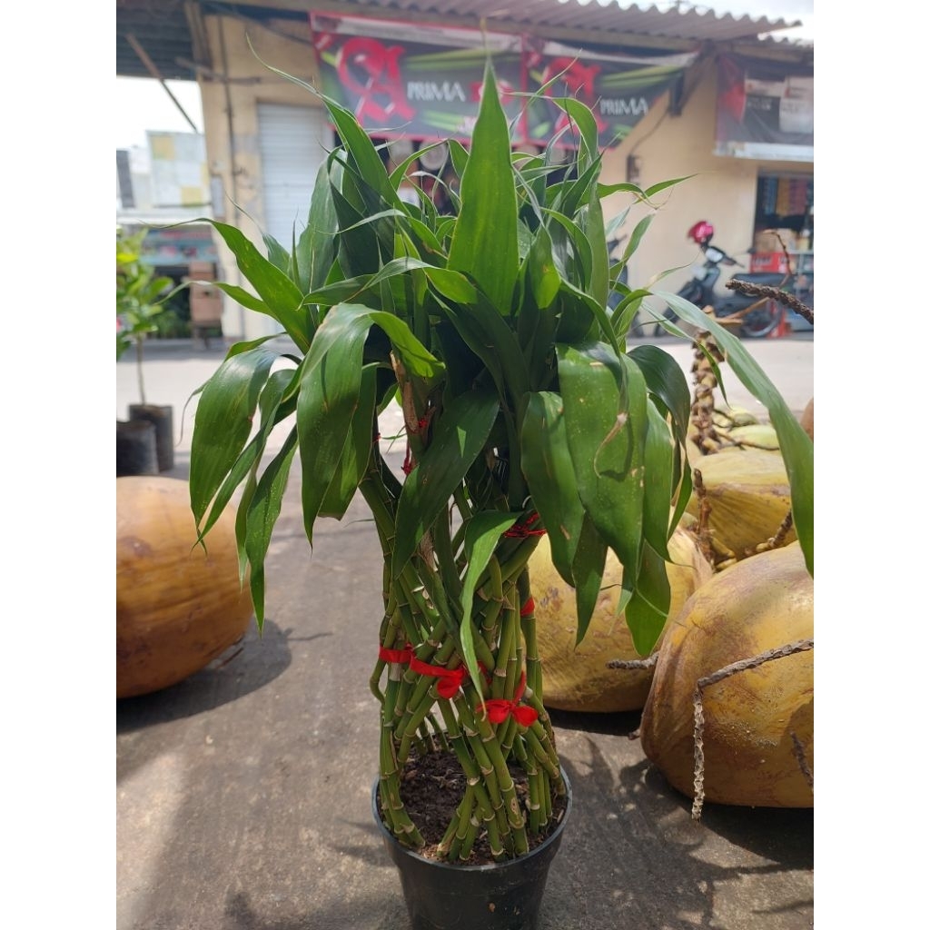 tanaman hidup bambu hoki/bambu hias