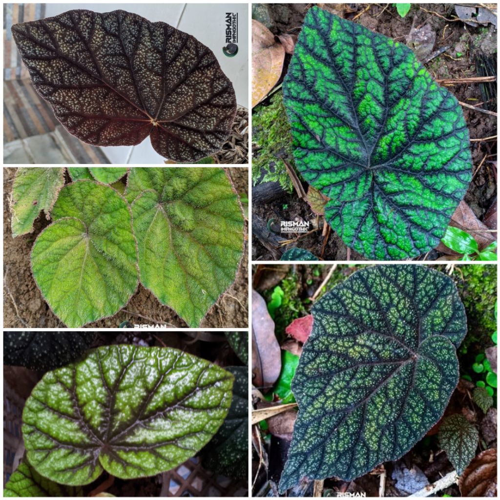 Begonia tenuifolia sp