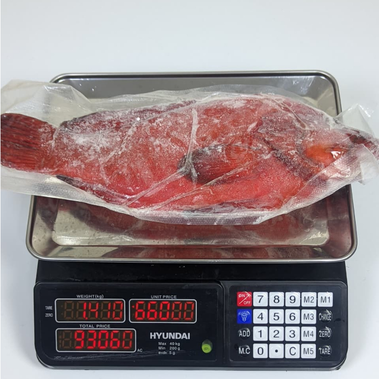 Ikan Kerapu Merah Beku Fresh Bersih Utuh Kerapu Frozen Segar berat 500 Gram