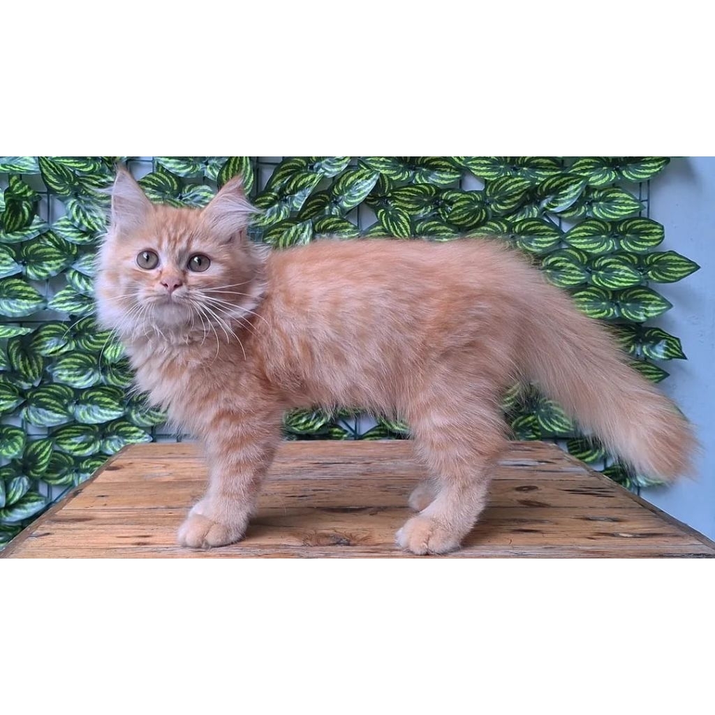 KUCING PERSIA MEDIUM BETINA 2 BULAN RED TABBY