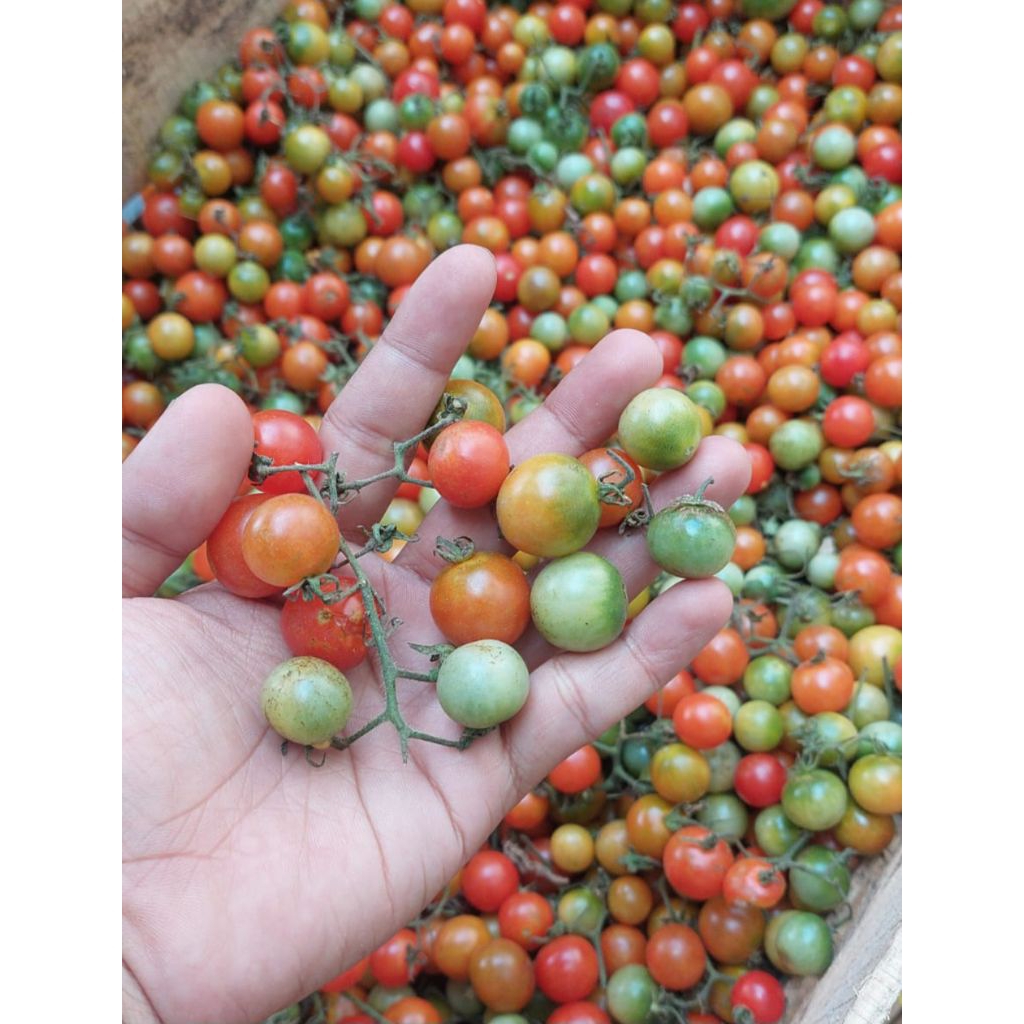 Tomat Rampai Lampung