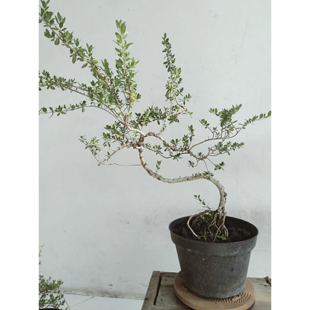 bonsai santigi
