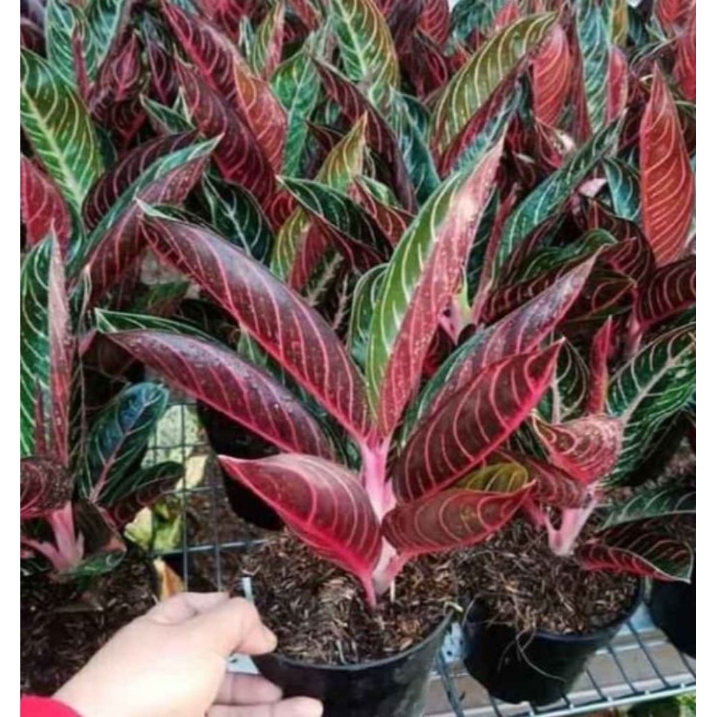 Aglomema red Sumatra | tanaman hias aglo | aglonema