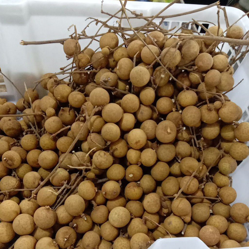 Kelengkeng bangkok