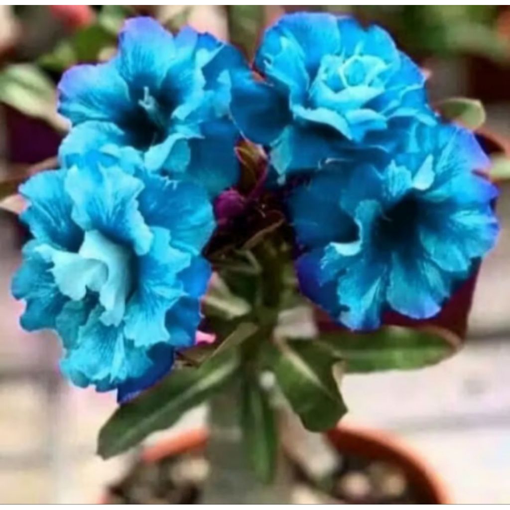 tanaman hias bibit adenium bung biru