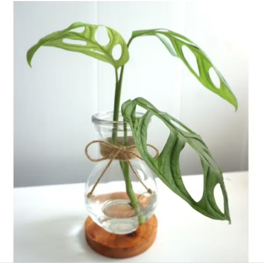 tanaman hias yang bisa hidup di media air janda bolong daun 3/4 daun