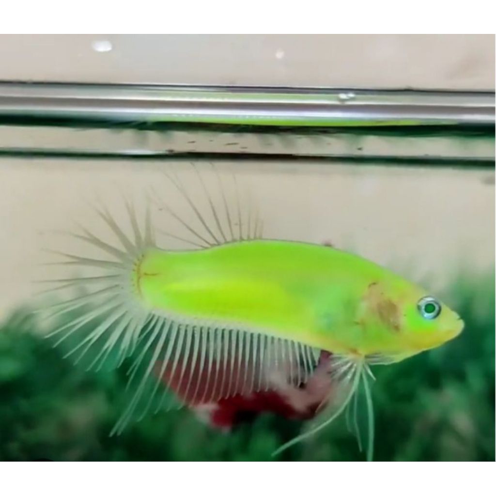 Cupang Glofish Hijau Good Quality Koleksi Hiasan